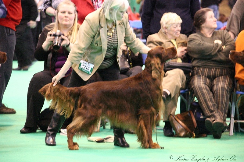 Crufts2011_2 025.jpg